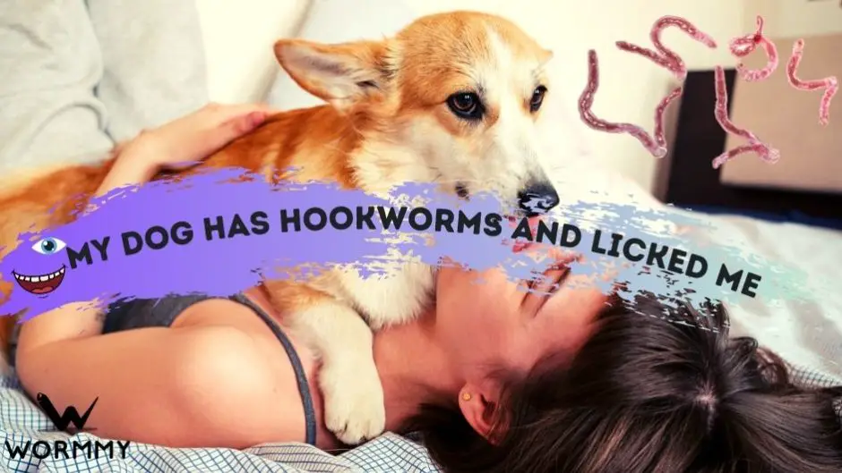 Can Dog Hookworms Infect Humans