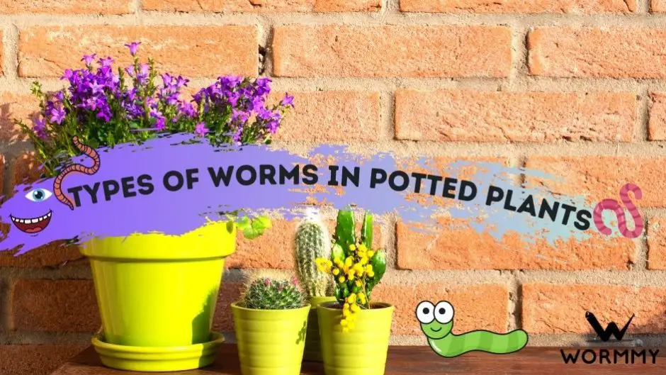 5 Types of Worms in Potted Plants (Beneficial & Harmful Species)