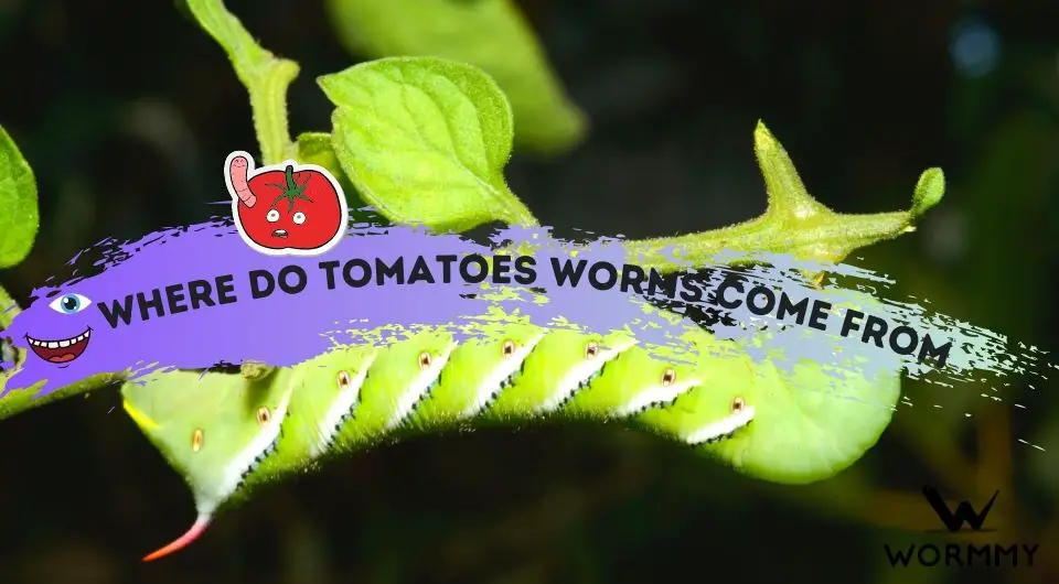 Where Do Tomato Worms Come From? (How To Get Rid of Them)