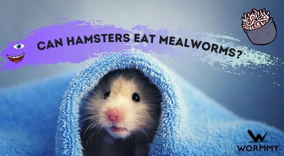 can hamsters eat dog treats