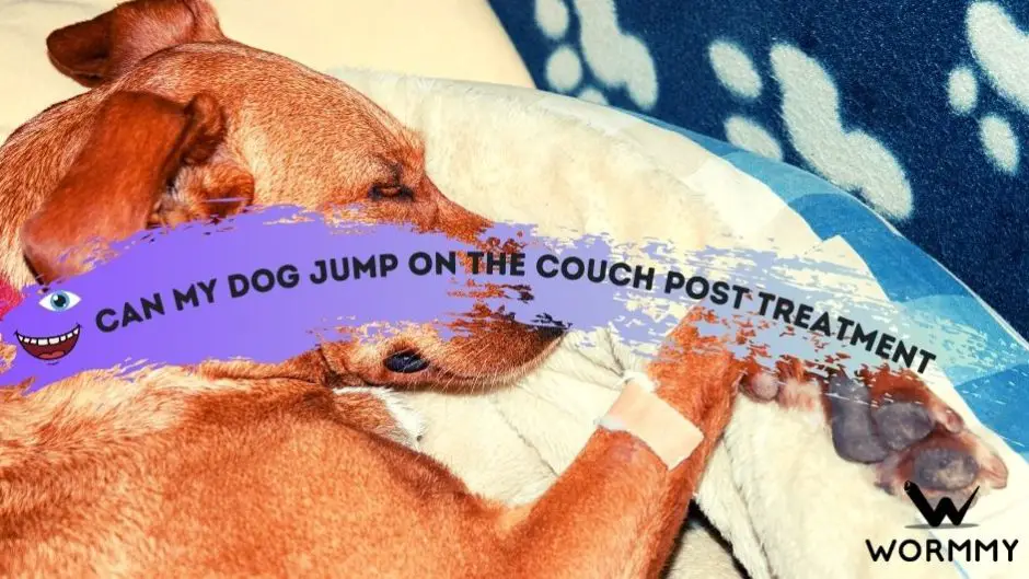 How To Keep A Dog Calm After Heartworm Treatment