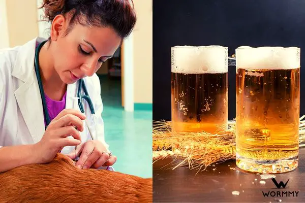 is it safe to give dogs beer