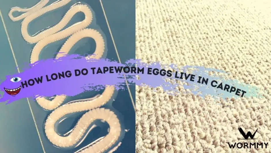 How Long Do Tapeworm Eggs Live in Carpet and Other Surfaces?