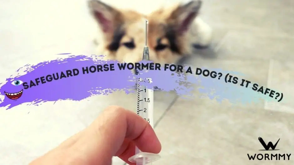 How Much Horse Wormer to Give a Dog 