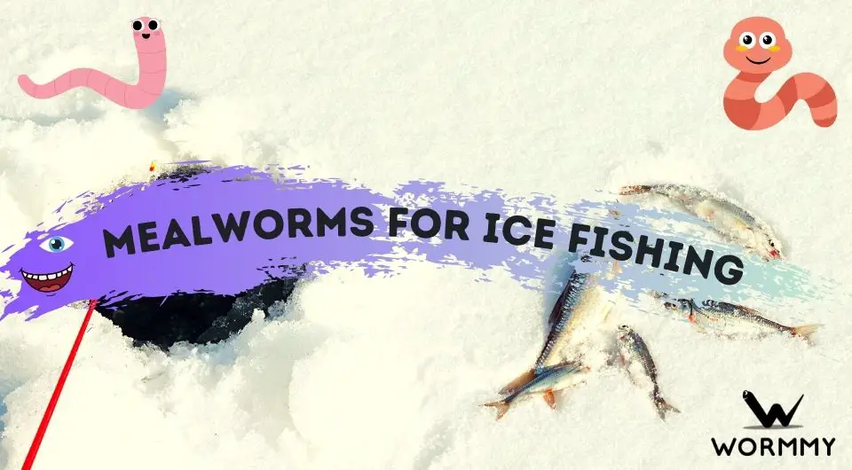 Mealworms for Ice Fishing (Do They Make Good Bait?)