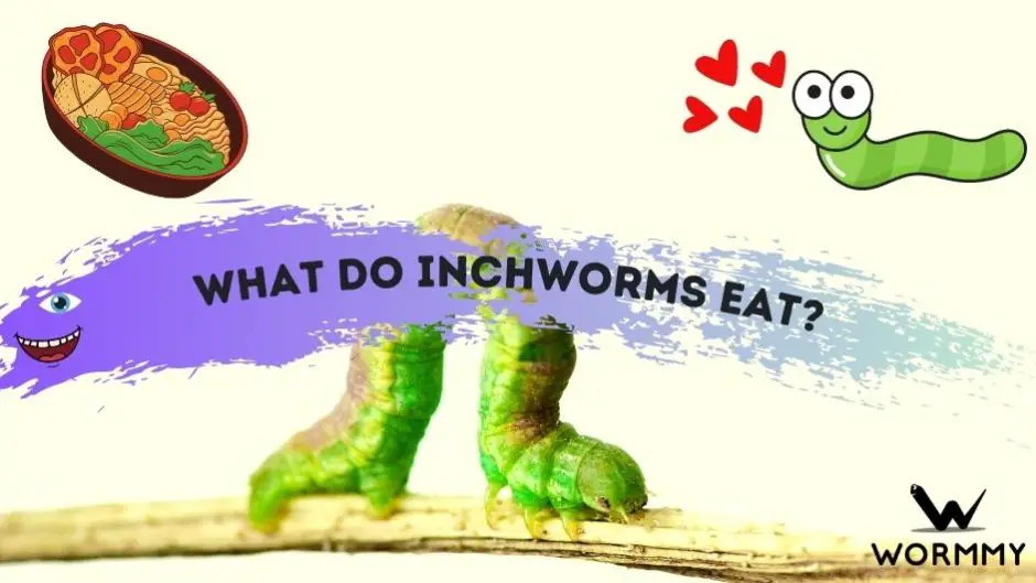 What Do Inchworms Eat? (and Drink)
