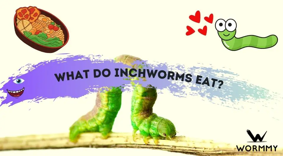 What Do Inchworms Eat? (and Drink)