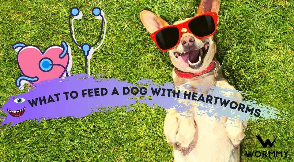 what-to-feed-a-dog-with-heartworms-diet-treatment-prevention