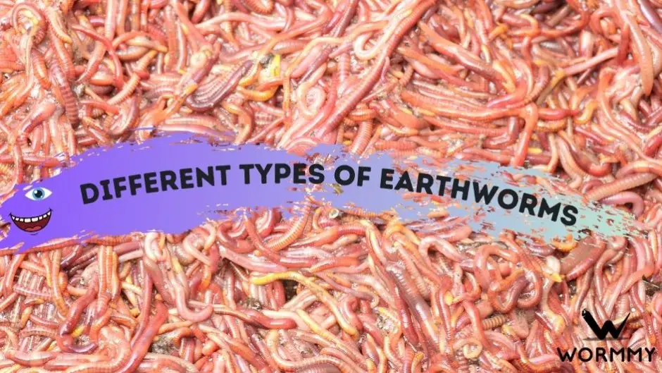 Types Of Earthworms blog banner