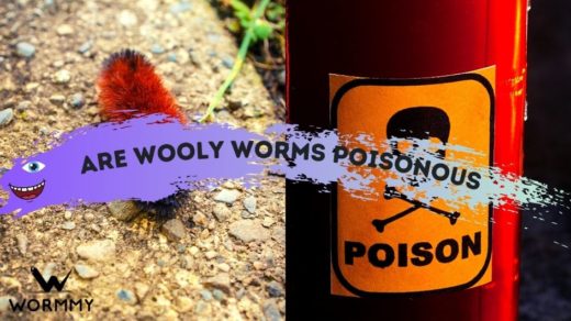 Are Wooly Worms Poisonous (or Venomous)?