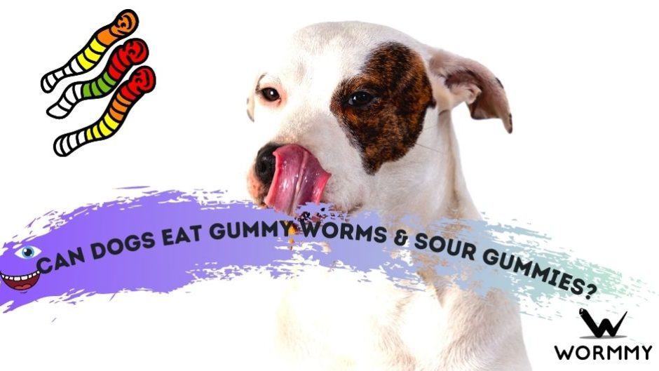 can dogs get worms from eating sweets