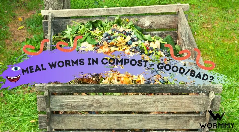 Meal Worms in Compost Good or Bad? (Could it Be Black Soldier Fly