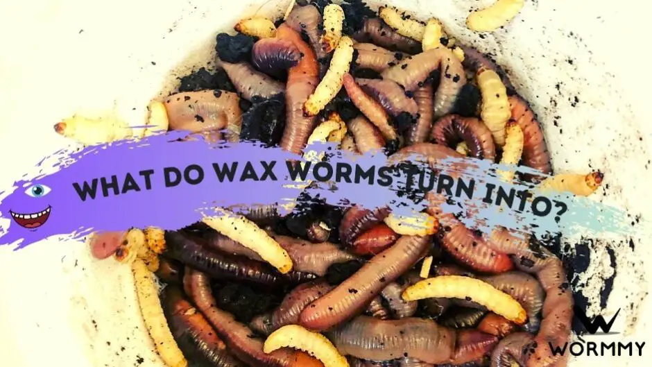 What Do Wax Worms Turn Into? (Moth, Butterfly or Beetle?)
