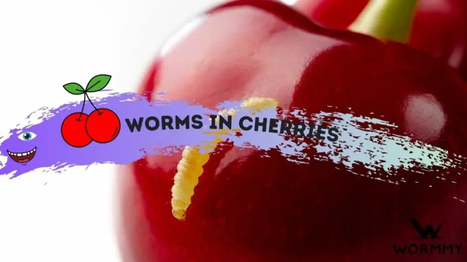 Worms in Cherries blog banner