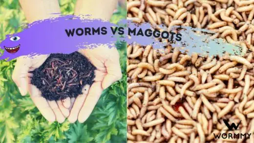 Worms vs Maggots - What's The Difference? (& Similarities!)