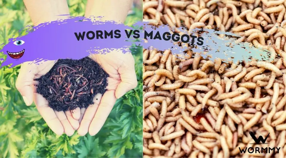 Worms vs Maggots What's The Difference? (& Similarities!)