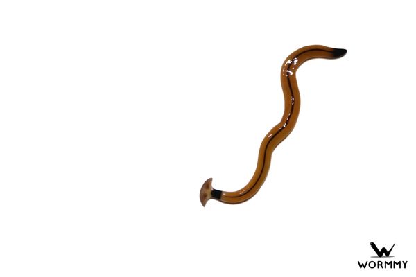 are terrestial flat worms bad for dogs