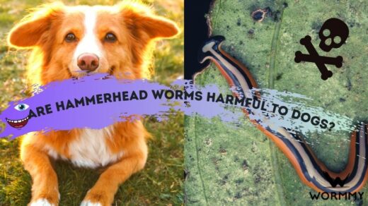 are-hammerhead-worms-harmful-to-dogs-the-truth