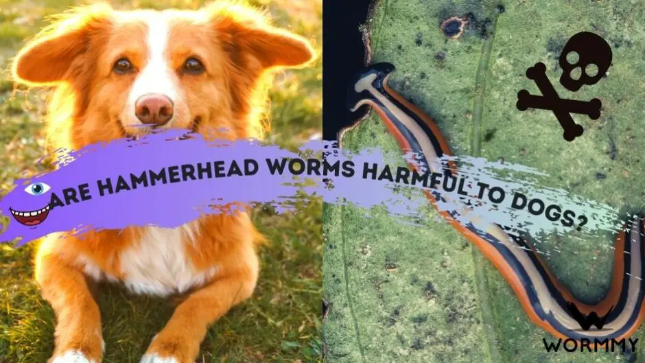 Are Hammerhead Worms Harmful to Dogs? (The Truth)