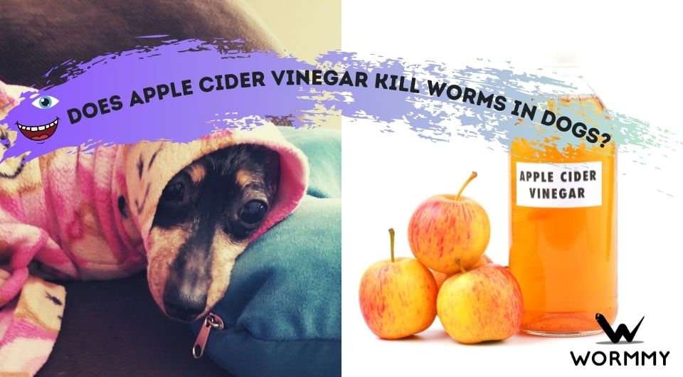 does apple cider vinegar kill tapeworms in dogs