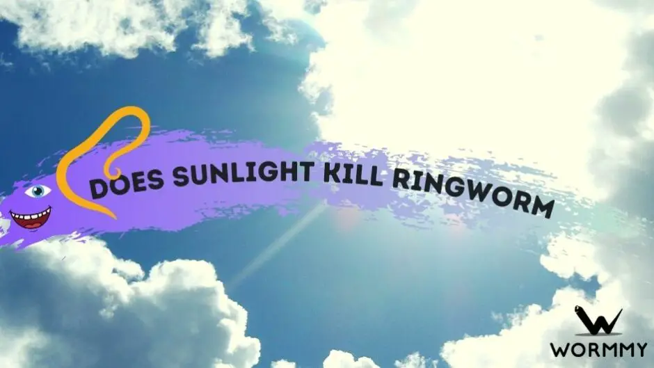 does-sunlight-kill-ringworm-uv-light