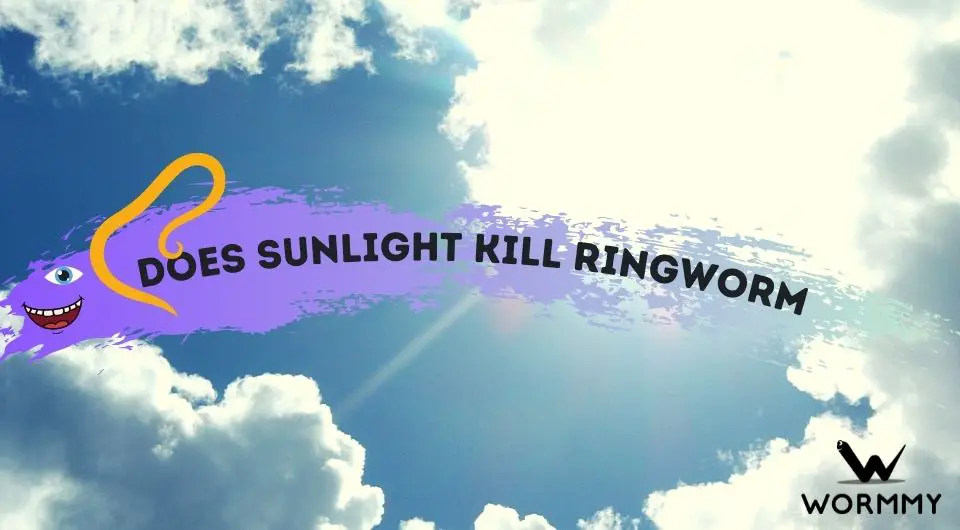 Does Sunlight Kill Ringworm (UV Light?)