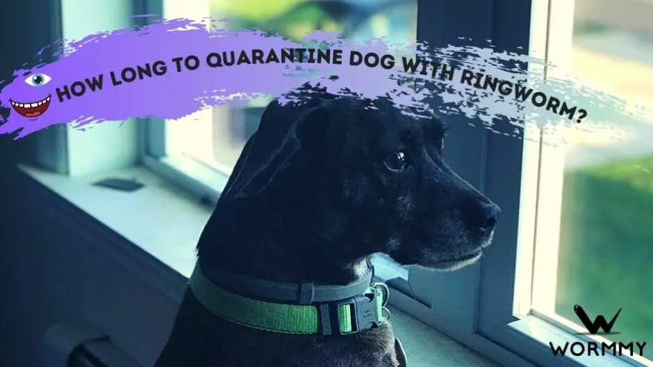 How Long to Quarantine Dog with Ringworm?