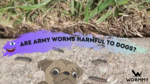 are army worms harmful to dogs featured image