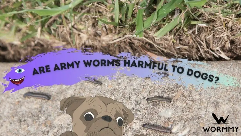 are army worms harmful to dogs featured image