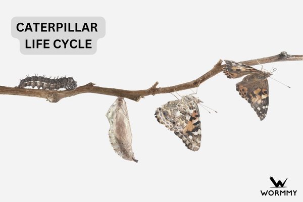 caterpillar life cycle into butterfly