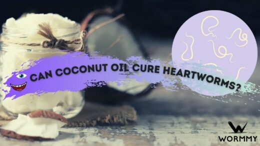 can coconut oil cure heartworms featured image