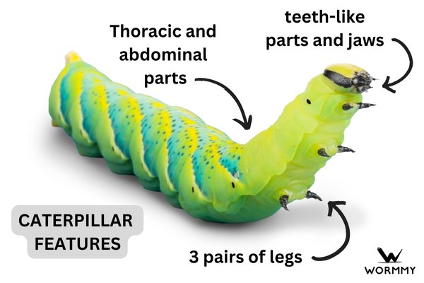 caterpillar image showing teeth, legs and body segments
