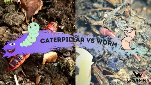 caterpillar vs worm featured image