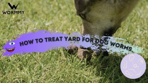 how to treat your yard for dog worms featured image