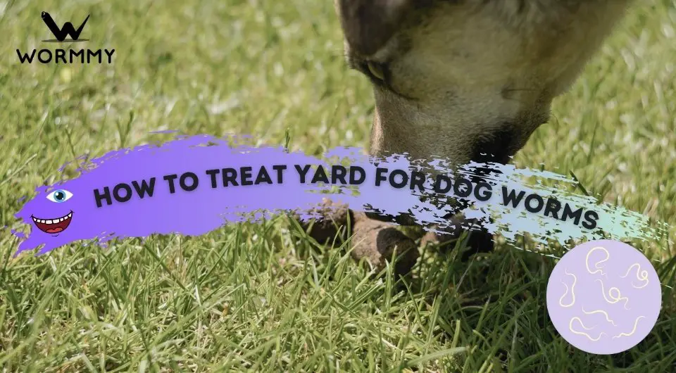 How to Treat Your Yard for Dog Worms (4 Proven Ways)