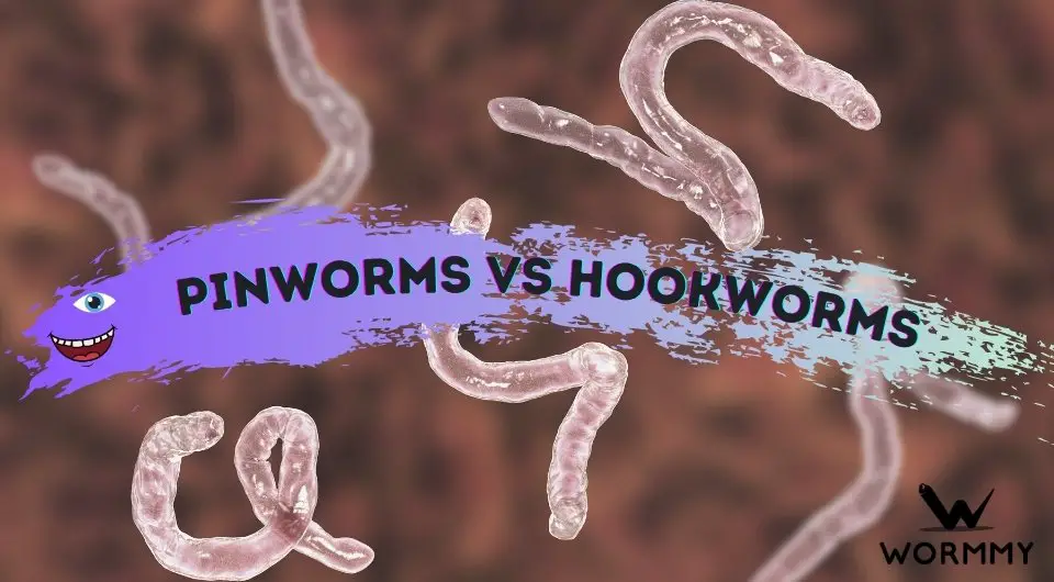 Pinworm vs Hookworm What's The Difference? [Are They Similar?]