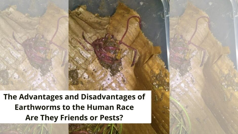benefits and disadvantages of earthworms to humans banner