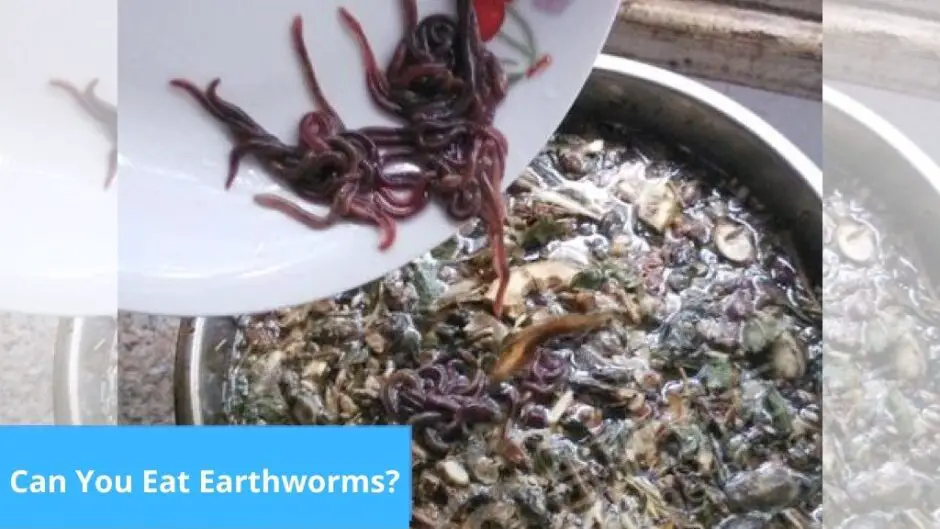 Can Humans Eat Worms? A Look into Edible Earthworms