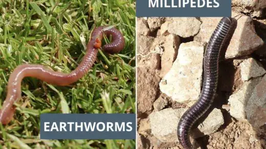 Earthworms vs Millipedes