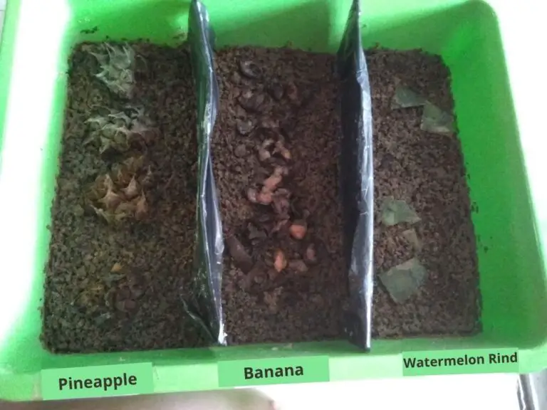 What Do Worms Eat? (The ULTIMATE Guide to Worm Food)